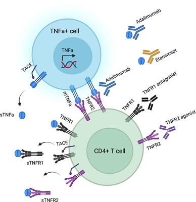 The dichotomous outcomes of TNFα signaling in CD4+ T cells